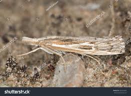 Attēlu rezultāti vaicājumam “Pediasia fascelinella”