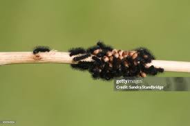 Attēlu rezultāti vaicājumam “Saturnia pavonia eggs”