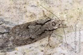 Attēlu rezultāti vaicājumam “Semioscopis avellanella imago”