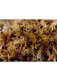 Attēlu rezultāti vaicājumam “Sphagnum balticum”