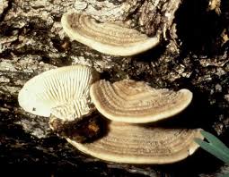 Attēlu rezultāti vaicājumam “Polypores”