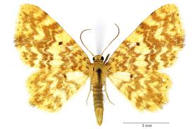 Attēlu rezultāti vaicājumam “Hydrelia flammeolaria”