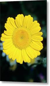 Image result for Anthemis tinctoria