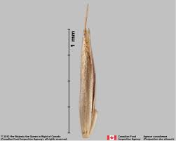 Attēlu rezultāti vaicājumam “Festuca rubra subsp. rubra”