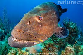 Image result for Mycteroperca bonaci