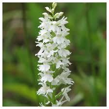 Attēlu rezultāti vaicājumam “Dactylorhiza fuchsii leaf”