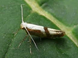 Attēlu rezultāti vaicājumam “Argyresthia pruniella”