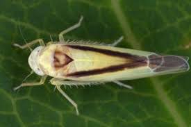 Attēlu rezultāti vaicājumam “Edwardsiana geometrica”