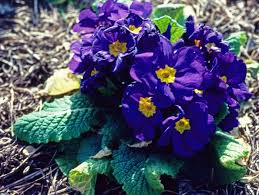 Attēlu rezultāti vaicājumam “Primula x polyantha”