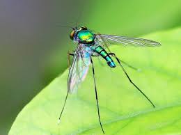 Attēlu rezultāti vaicājumam “Dolichopodidae”