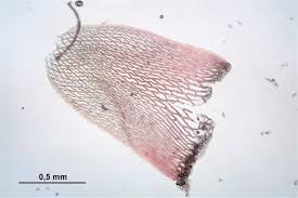 Attēlu rezultāti vaicājumam “Sphagnum russowii”