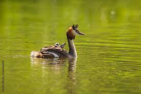 Attēlu rezultāti vaicājumam “Podiceps cristatus juvenile”