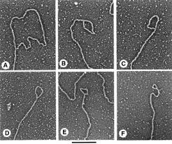 Image result for the end of the t-loop structure