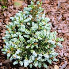 Attēlu rezultāti vaicājumam “Abies koreana”