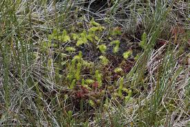 Attēlu rezultāti vaicājumam “Lycopodiella inundata”