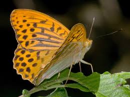 Attēlu rezultāti vaicājumam “Argynnis paphia male”