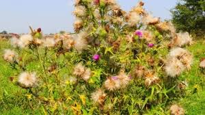 Attēlu rezultāti vaicājumam “Carduus crispus”