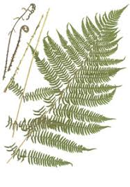 Attēlu rezultāti vaicājumam “Athyrium filix-femina”