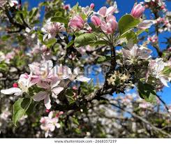 Attēlu rezultāti vaicājumam “Malus domestica flower”