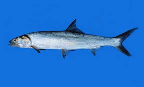 Image result for Elops saurus