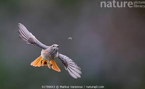 Attēlu rezultāti vaicājumam “Phoenicurus phoenicurus male”