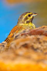 Image result for Emberiza cirlus
