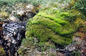 Attēlu rezultāti vaicājumam “Sphagnum teres”