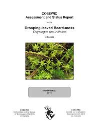 Attēlu rezultāti vaicājumam “Oxystegus tenuirostris”