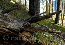 Attēlu rezultāti vaicājumam “Anomoporia bombycina”