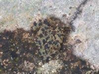 Attēlu rezultāti vaicājumam “Trapeliopsis granulosa”