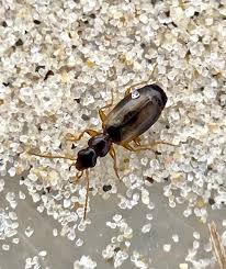 Attēlu rezultāti vaicājumam “Calodromius spilotus”