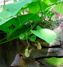 Attēlu rezultāti vaicājumam “Aristolochia durior leaf”
