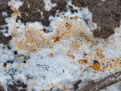 Attēlu rezultāti vaicājumam “Elmerina caryae”