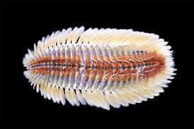 Attēlu rezultāti vaicājumam “Amaurochaete fusiformis”