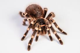 Znalezione obrazy dla zapytania geniculata