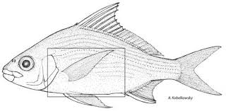 Image result for Eugerres plumieri