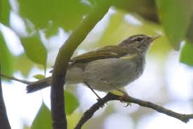 Image result for Phylloscopus borealis