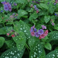 Attēlu rezultāti vaicājumam “Pulmonaria saccharata”