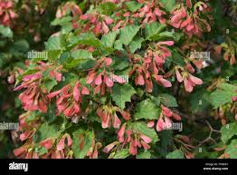 Attēlu rezultāti vaicājumam “Acer tataricum fruit”