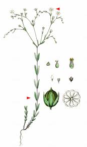 Attēlu rezultāti vaicājumam “Linum catharticum fruit”