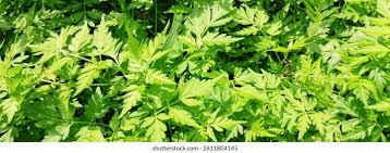 Image result for Kerbel