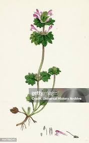 Attēlu rezultāti vaicājumam “Lamium amplexicaule”