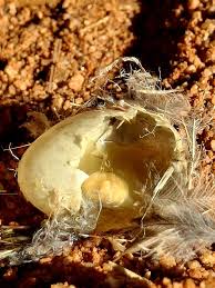 Attēlu rezultāti vaicājumam “Gallinago gallinago eggs”