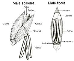 Attēlu rezultāti vaicājumam “Zea mays male flower”