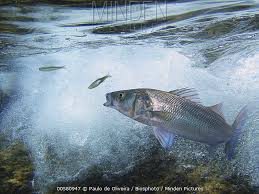 Image result for Dicentrarchus labrax