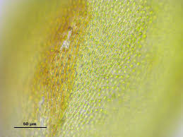 Attēlu rezultāti vaicājumam “Pterigynandrum filiforme”