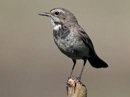 Attēlu rezultāti vaicājumam “Luscinia svecica adult”