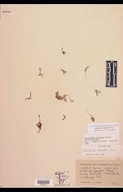 Attēlu rezultāti vaicājumam “Callitrichaceae”