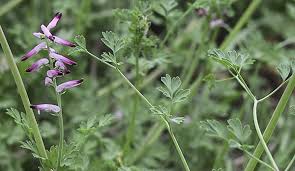Image result for Fumaria officinalis