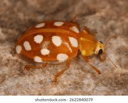 Attēlu rezultāti vaicājumam “Halyzia sedecimguttata”